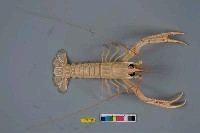 藏品(冑甲後海螯蝦)的圖片